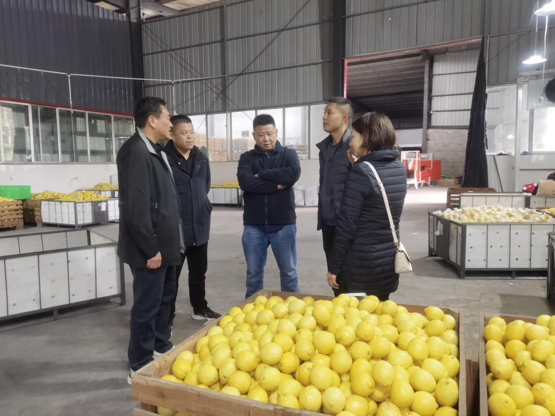 调研柠檬之都，探寻水果合作机遇